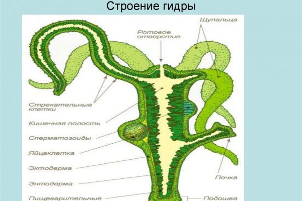 Кракен 12 at